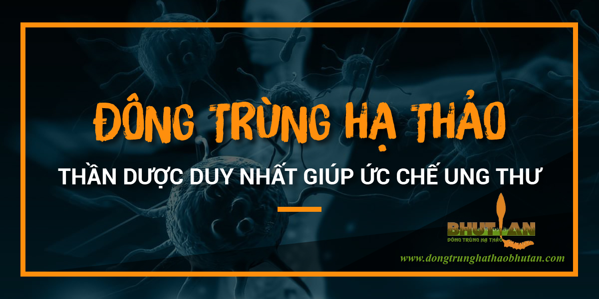 Thuốc Đông Trùng Hạ Thảo – Giúp Ức Chế Ung Thư